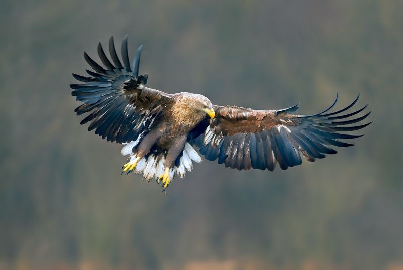 eagle, white-tailed eagle, haliaeetus albicilla white-tailed eaglephoto preview