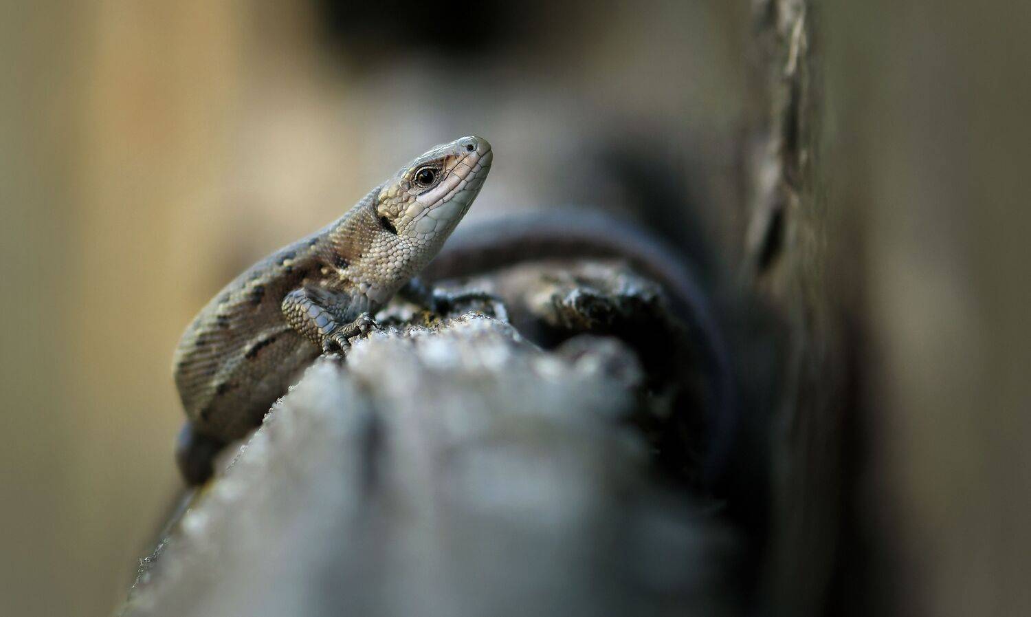 .... Автор: Макеев Алексей , Макеев Алексей