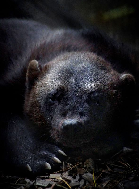 Росомахаphoto preview