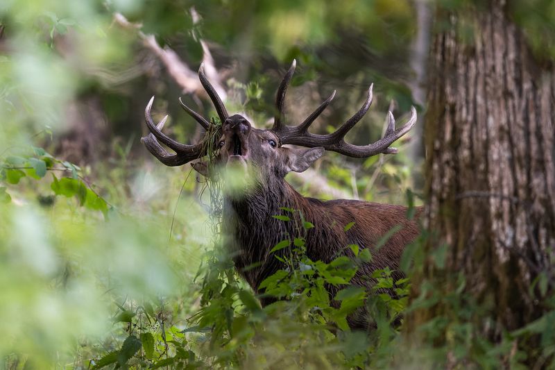 Briedisphoto preview