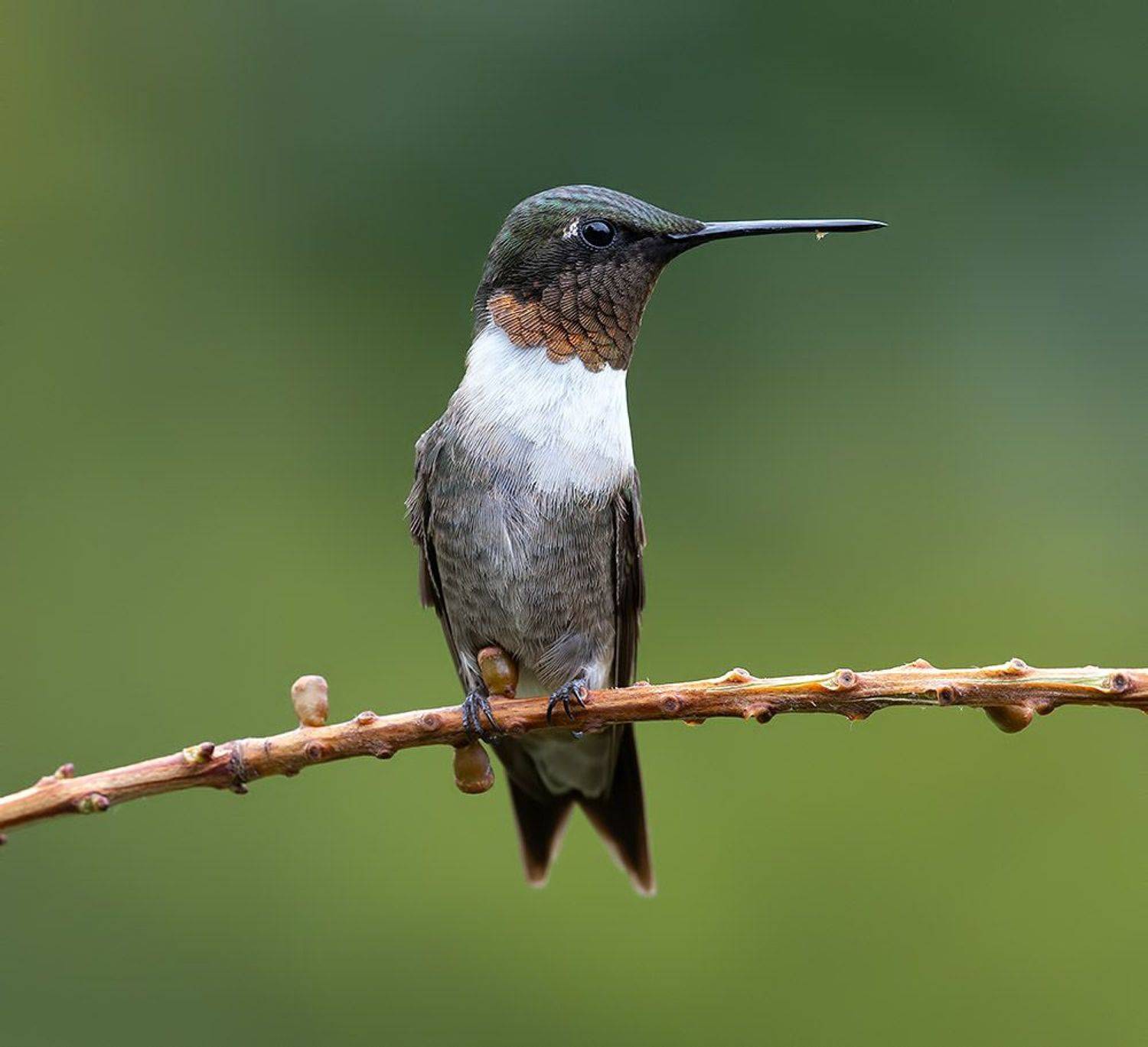 колибри,ruby-throated hummingbird, hummingbird, Etkind Elizabeth
