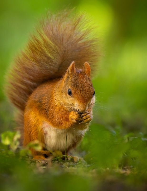 Squirrelphoto preview