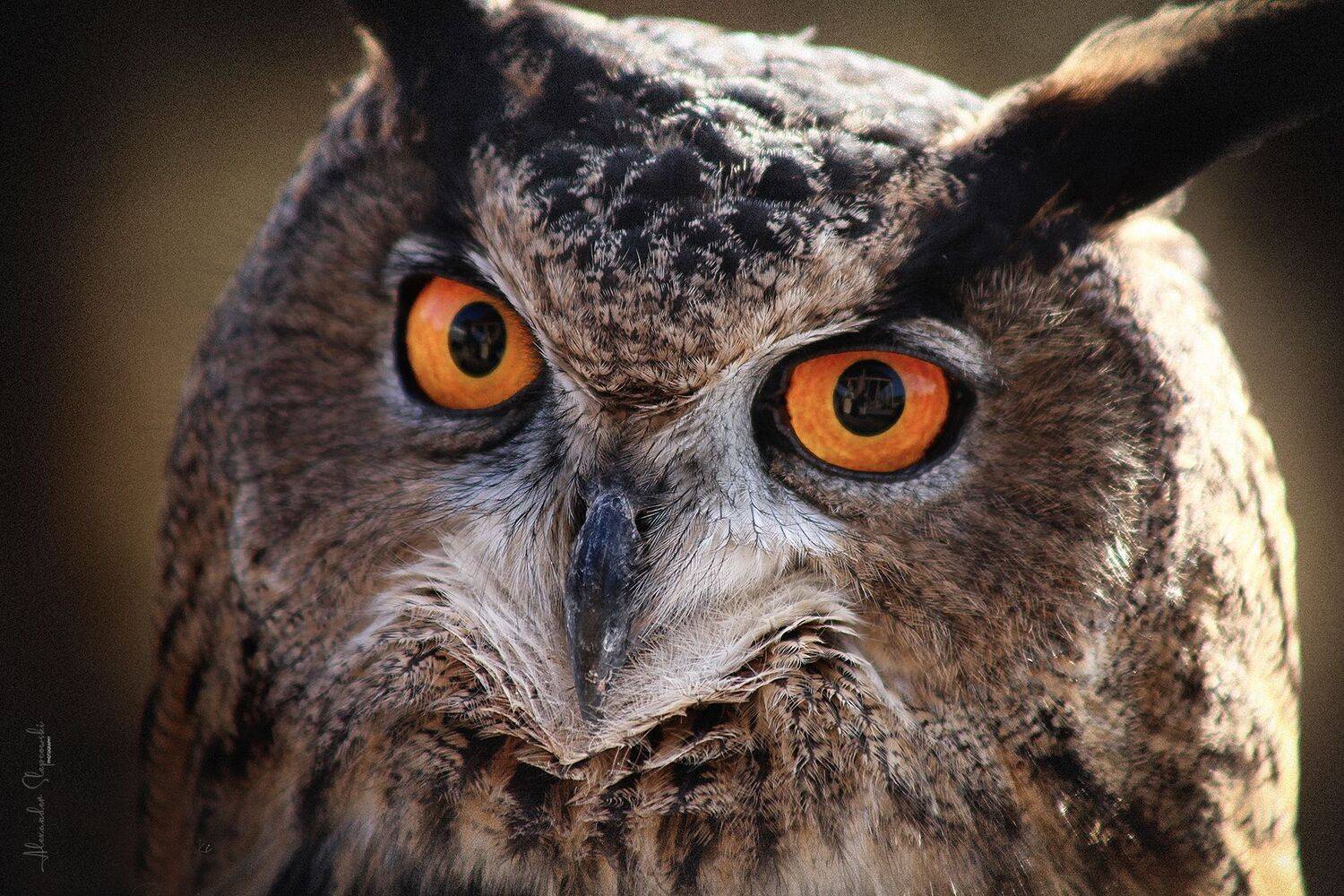 ***. Автор: Alexander Slepcowski , Alexander Slepcowski