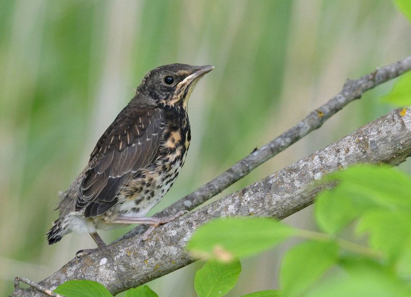 Позирующий слетокphoto preview