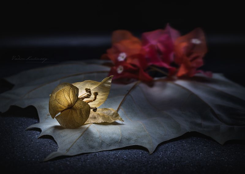 Still life dry bougainvillea flower dry maple leaf  lightbrush technique  Bougainvillea on a maple leafphoto preview