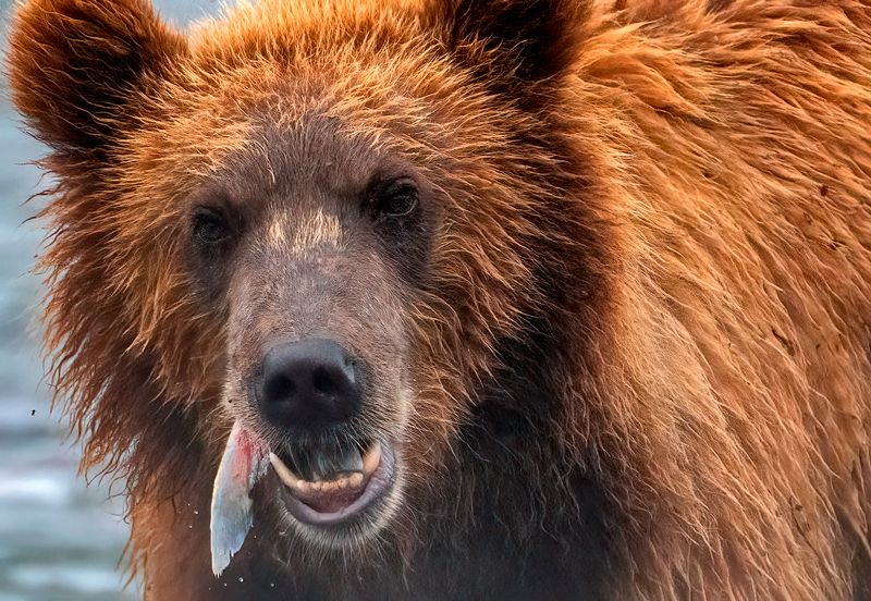 Нет тут рыбы, мужик! фото превью