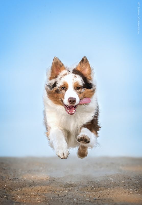 Australian shepherd, Aussie, Motion photo preview