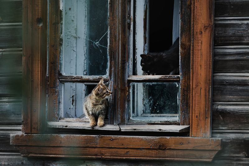 Котята наоконныеphoto preview