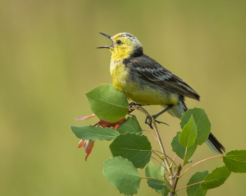 желтоголовая трясогузка Желтоголовая трясогузкаphoto preview