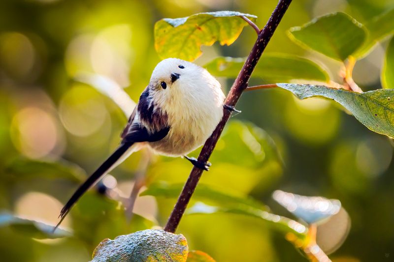 wildlife, nature, bird, tit, Long-tailed tit Long-tailed titphoto preview