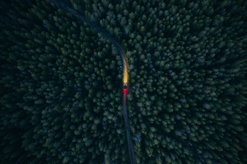 Сквозь лесную чащуphoto preview