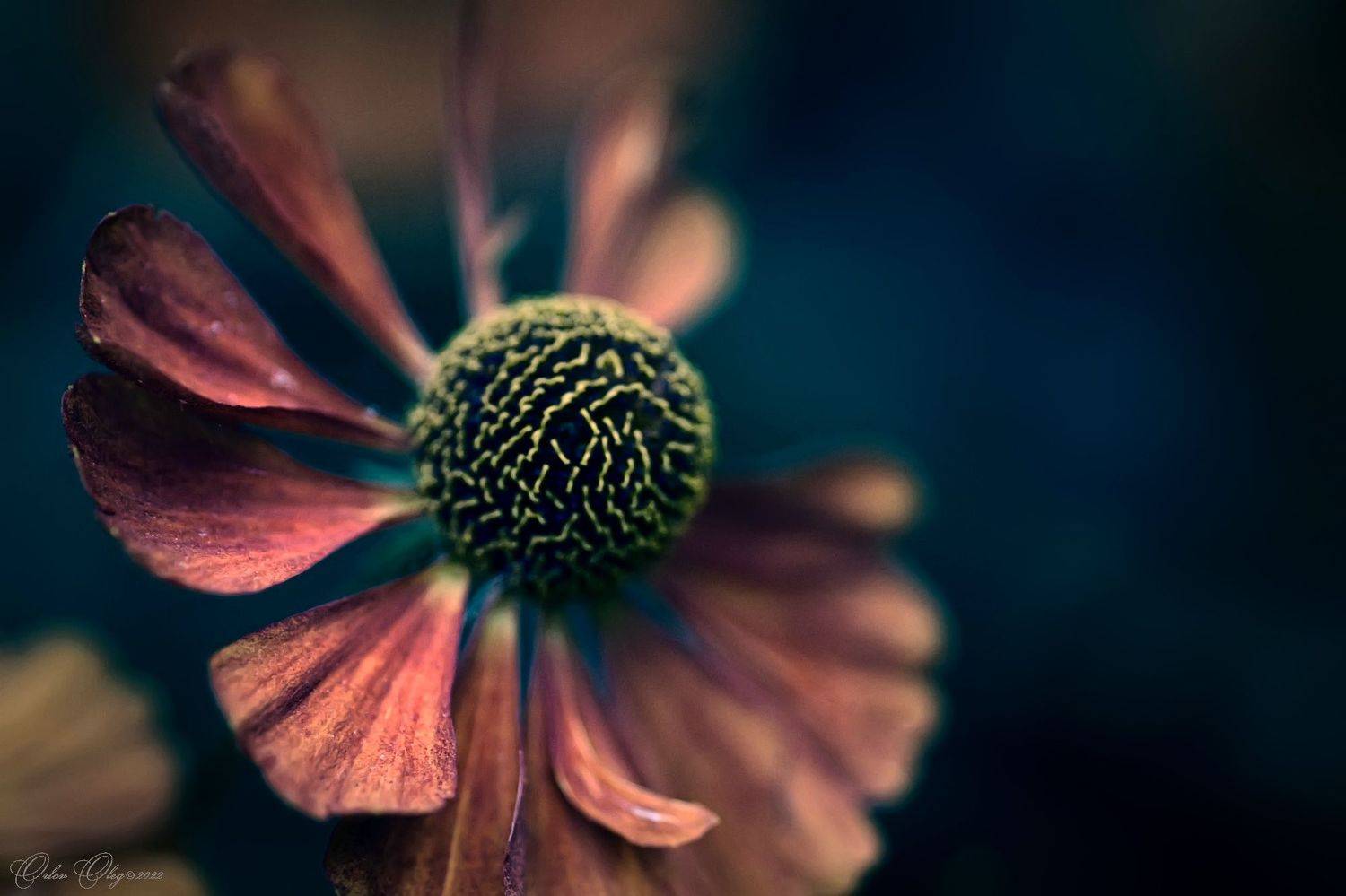 Печаль..... Автор: Орлов Олег , Орлов Олег