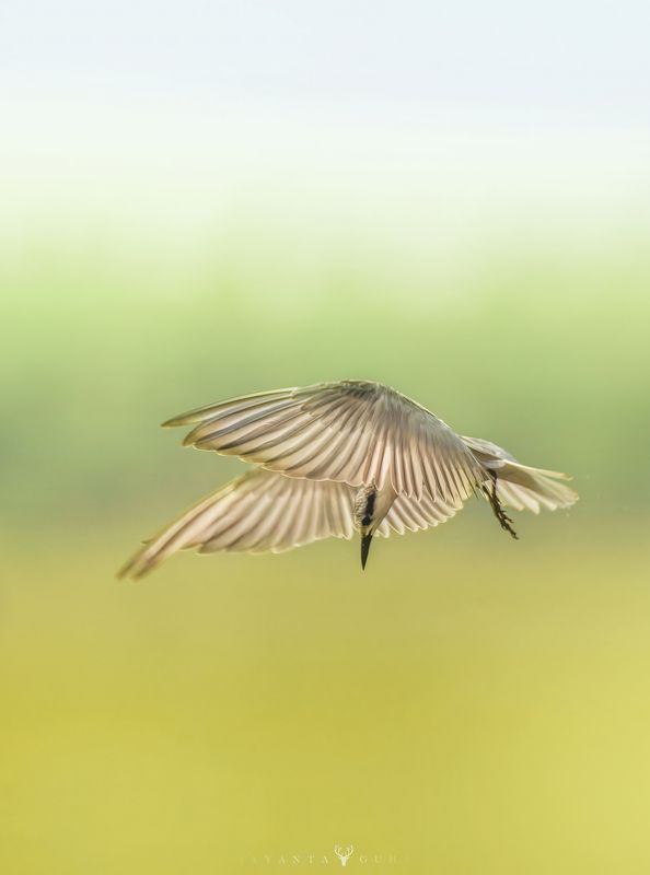 wildlife, art, nature, wild, bird, animal, color Ternphoto preview