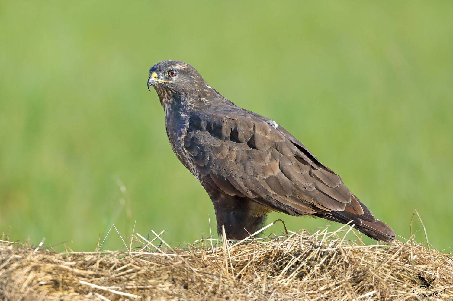 Канюк. Автор: Александр Гусар , Александр Гусар