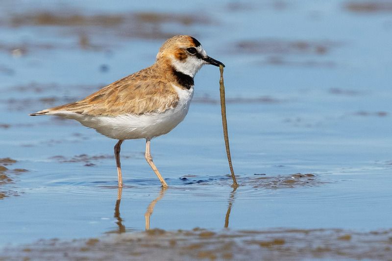 птицы, уругвай Вкусный обедphoto preview