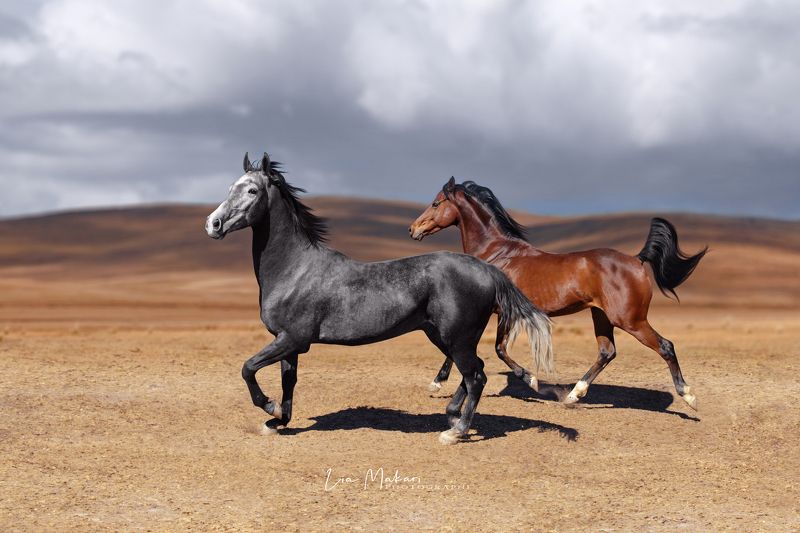 Лошадь, лошади, степь, свобода, галоп, поле  На свободеphoto preview