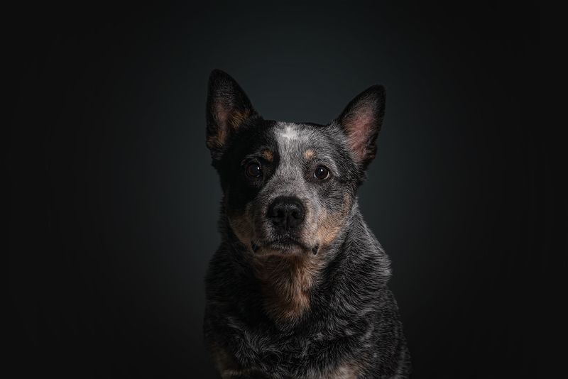 Австралийский хилерphoto preview