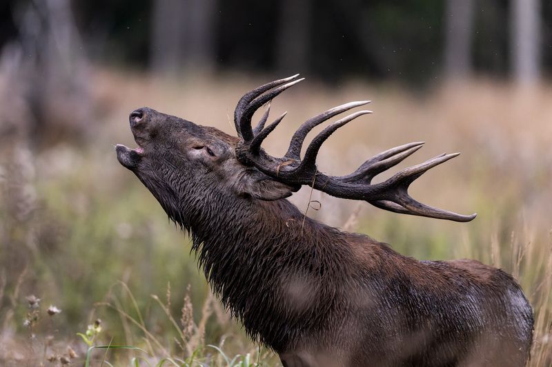 Briedisphoto preview