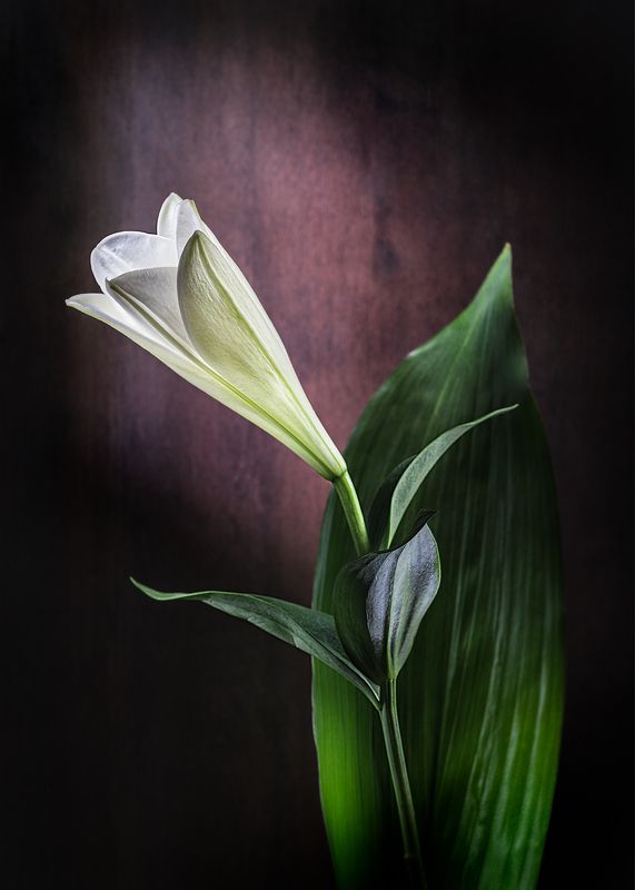Still life  white lily flower  green leaf  light brush  Lily&Leafphoto preview