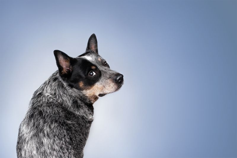 Австралийский хилерphoto preview