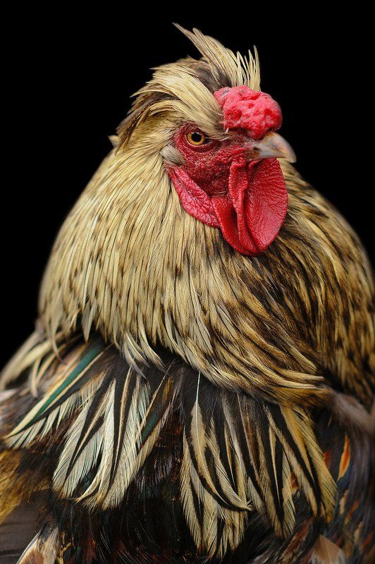 Chinese rooster.photo preview
