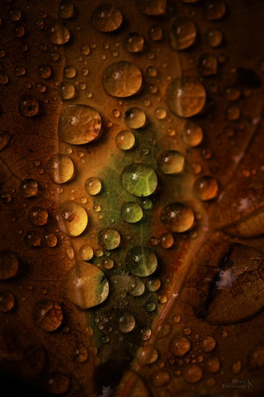 текстуры, тайга, северный лес, капельки макро, осенний лист, иголки на мху, лесной фон, природный орнамент, природный фон, nature background, карельский перешеек, ленинградская область Текстуры тайгиphoto preview