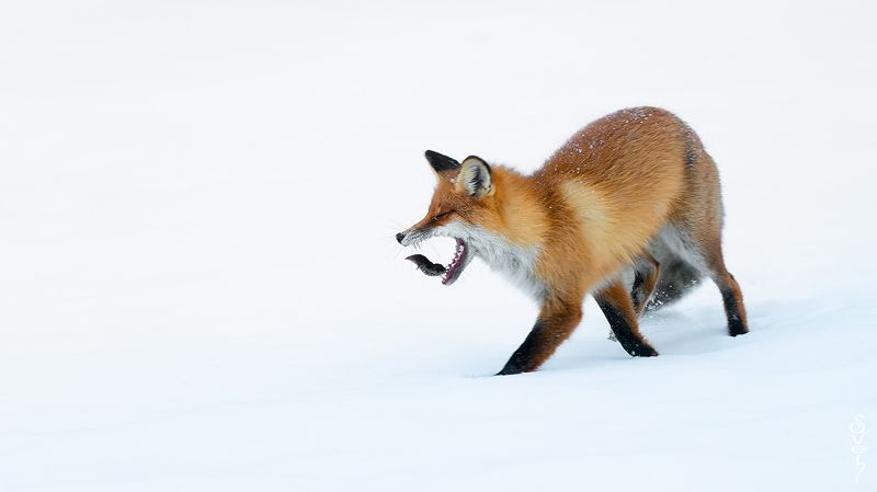 лиса, землеройка челюстиphoto preview