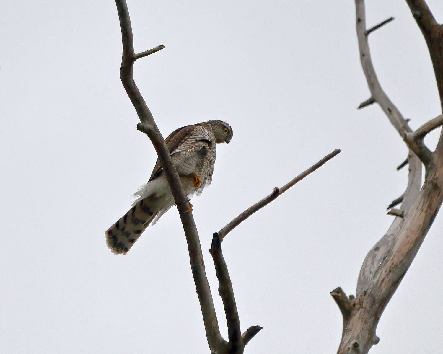 птицы, хищник, ястреб, природа, фотоохота, Титов Александр