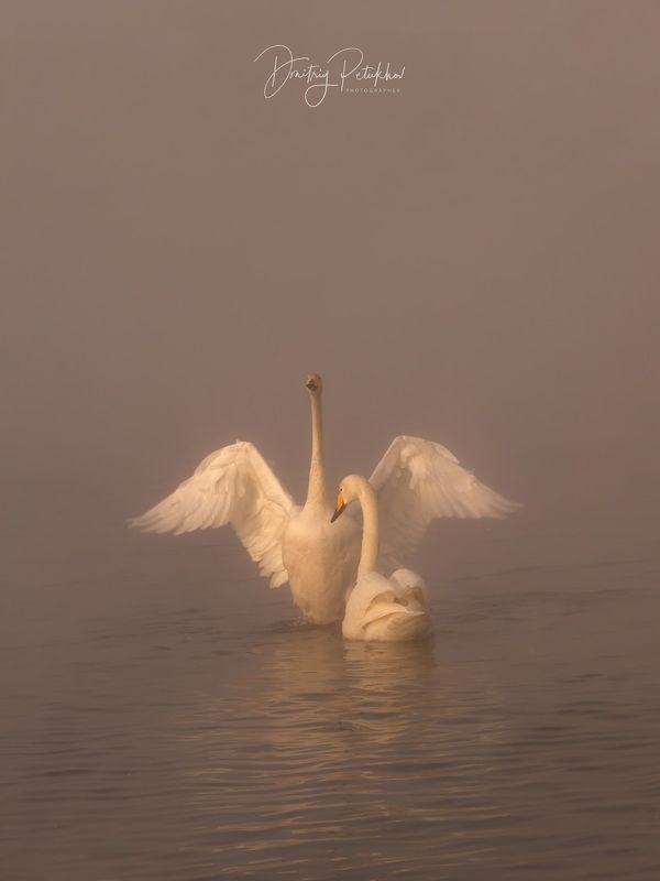 Лебеди photo preview