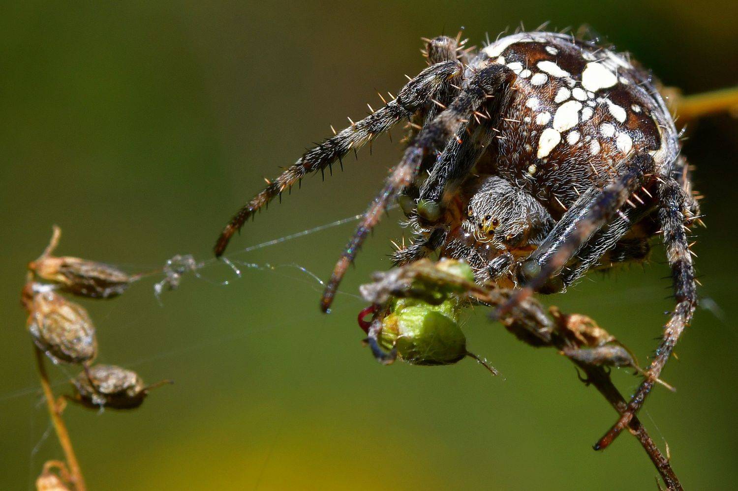 , Корнейчук Игорь