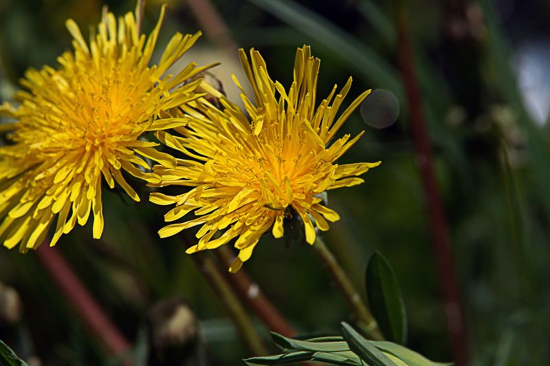 flowers, dandelion, nature Dandelion 2photo preview