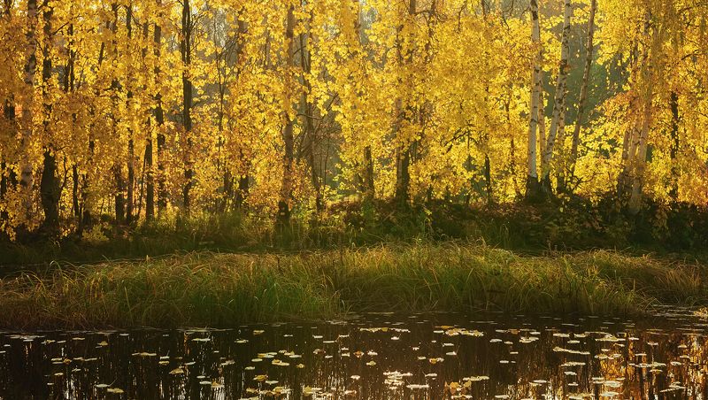 Березовый берегphoto preview