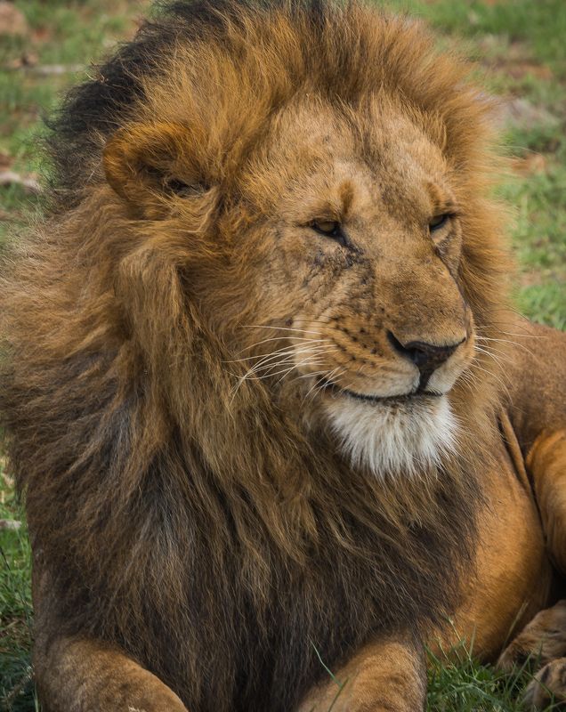 Портретphoto preview