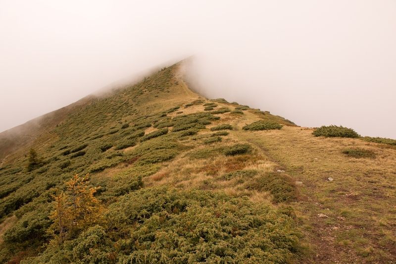 Fog on the ridgephoto preview