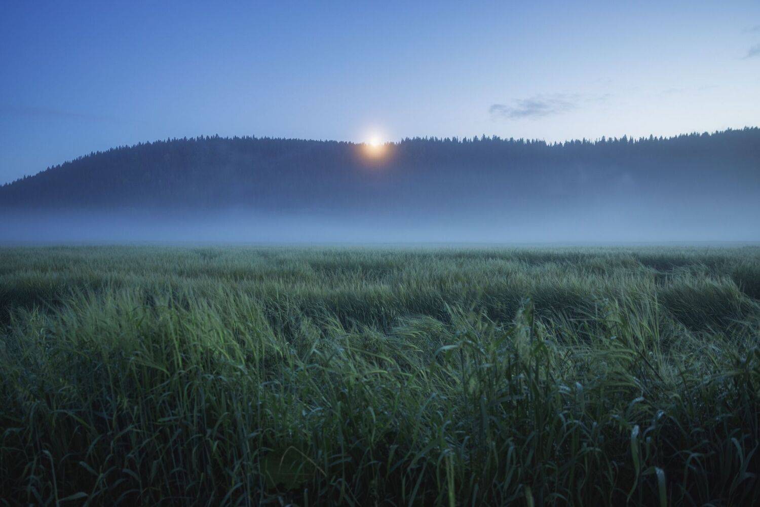 Высокая трава. Часть 2. Автор: Котов Андрей , Котов Андрей