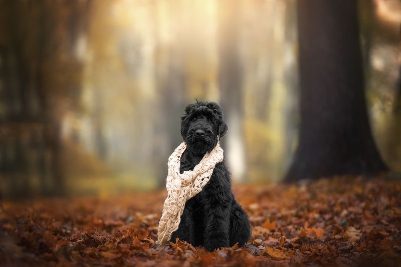 Осеньphoto preview