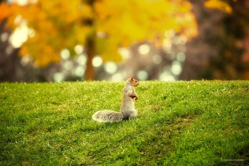 белка, животное, природа, парк, канада, газон, грызун, осень, пейзаж, трава, зверь, торонто, squirrel, autumn, animal, nature, park, canada, lawn, rodent, landscape, grass, beast, toronto На стрёме | On the lookoutphoto preview