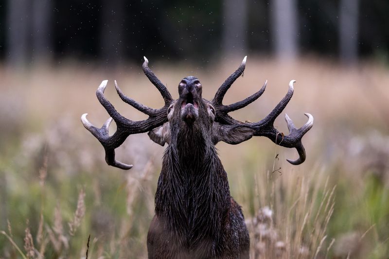 Briedisphoto preview