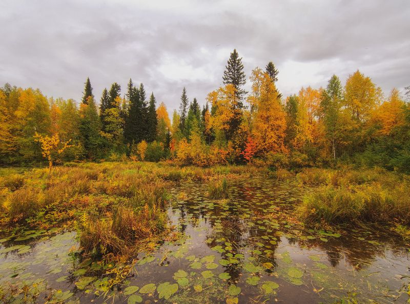 печора, север, золотая осень Осень золотаяphoto preview
