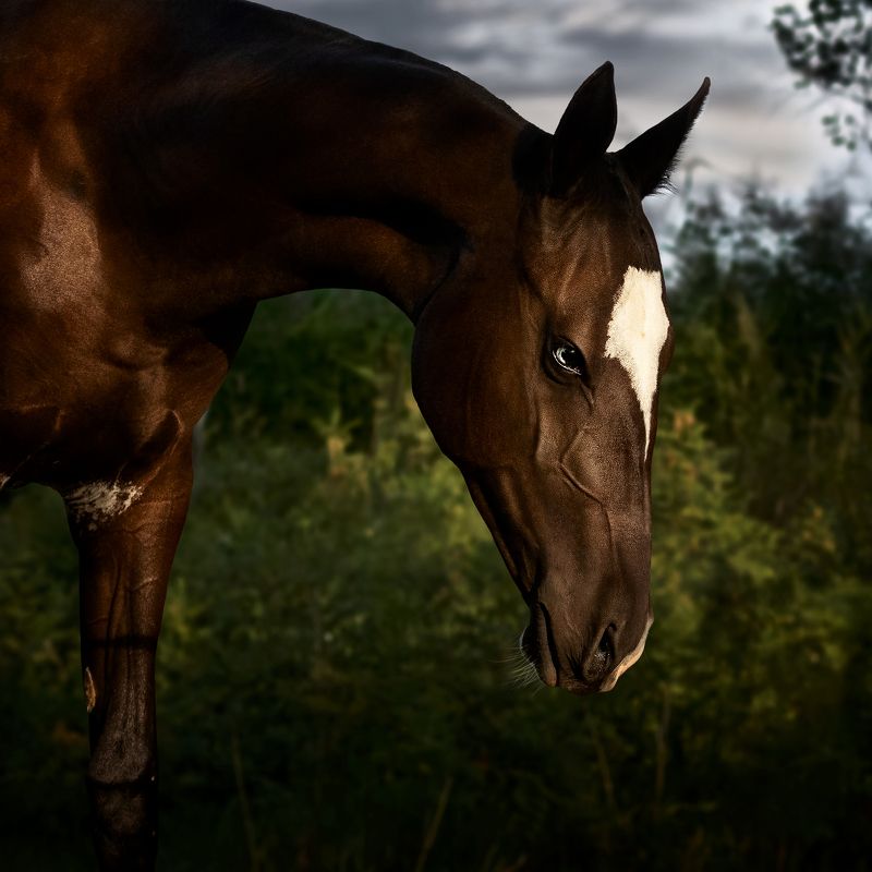 Лошадь, лошади, horse, horses, ахалтекинец Тумар photo preview
