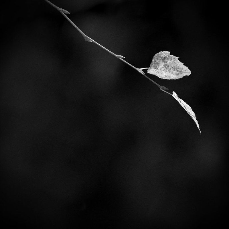 белый, береза, ветка, квадрат, листья, минимализм, осень, природа, чб, черный Без назавния фото превью