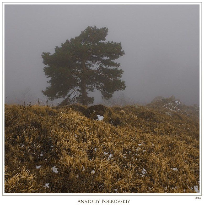 Анатолий покровский, Зима, Крым, Облака, Сосна, Травы, Туман Бескрайний путь меж небом и землёй. В тумане облаков ковёр из трав. фото превью