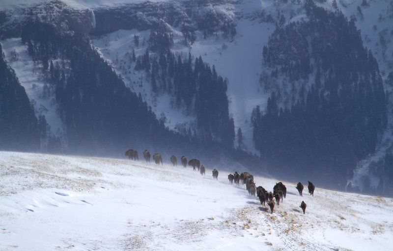 Ледниковый периодphoto preview