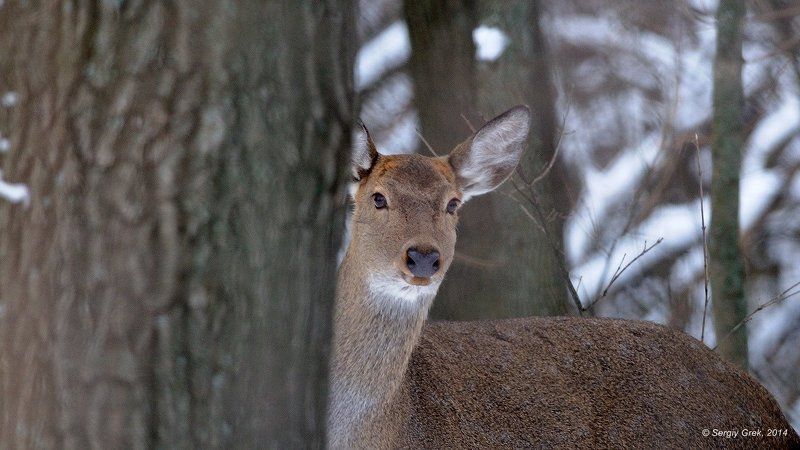 Пряткиphoto preview