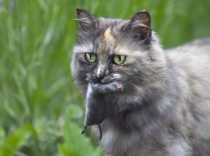 Хищницаphoto preview