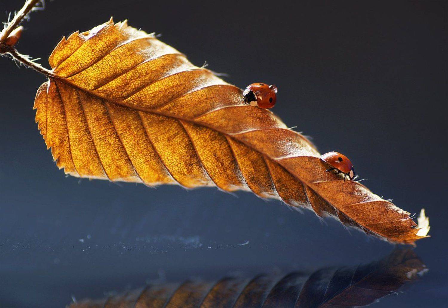 ***. Автор: P Laura Божья коровка, Лист, P Laura