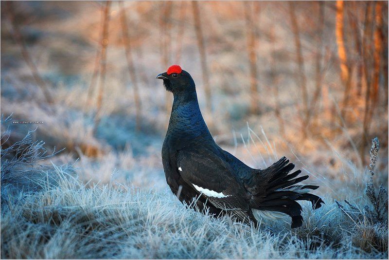 Тетеревphoto preview