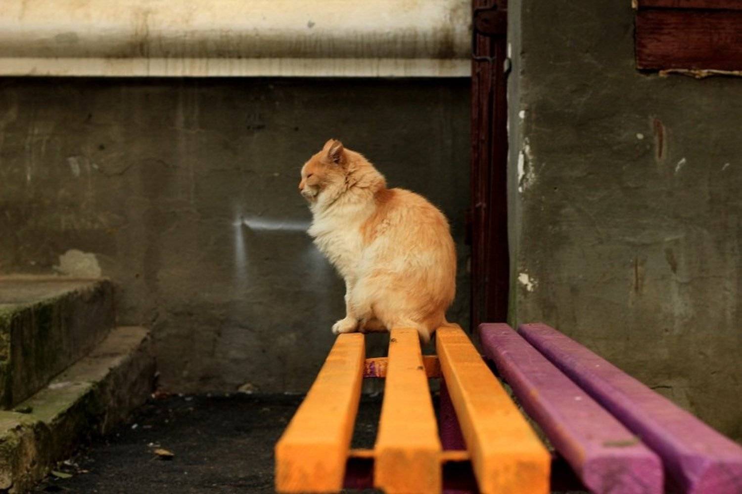 ............ Автор: Сюзанна Шевченко , Сюзанна Шевченко