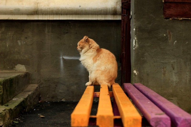 ...........photo preview