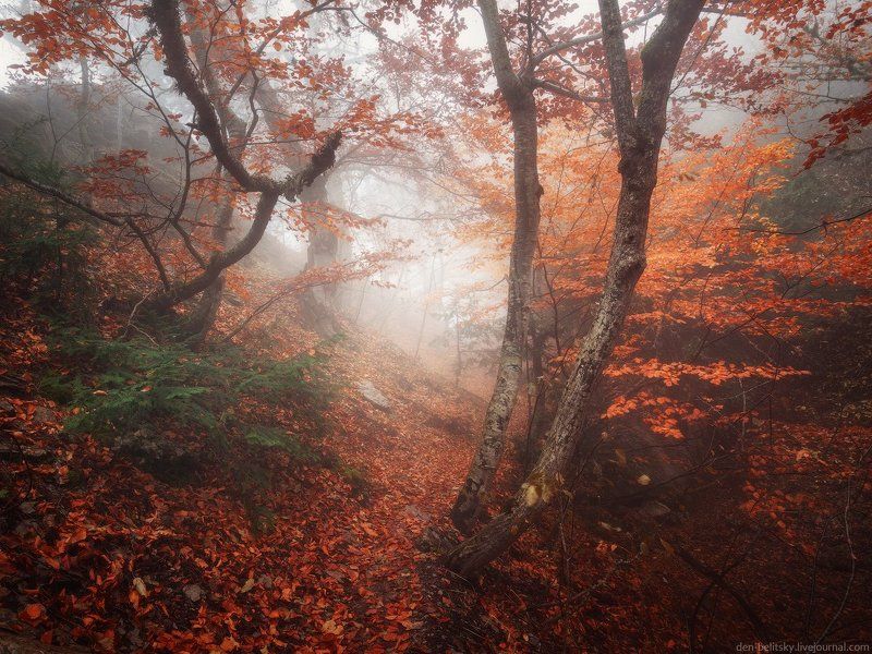 Деревья, Крым, Лес, Облака, Осень, Пейзаж, Туман, Утро Мир туманов Ай-Петриphoto preview
